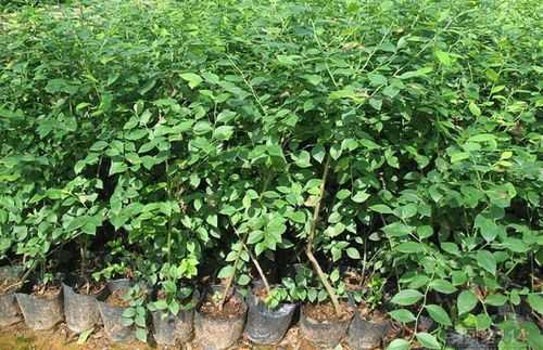 教你如何控制苗木成本-种植技术-中国花木网
