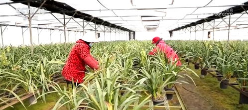 美丽经济 绽放 各地年宵花销售火爆 芬芳四溢喜迎年