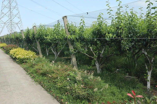 恭喜 这6家种植基地被评为省级样板