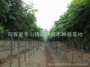 句容市春晓苗木种植基地大量批发销售栾树